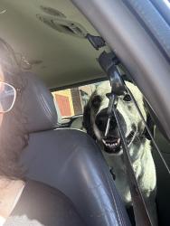 Found/Stray Female Dog last seen Charlemont street, Kingsport, TN 37660