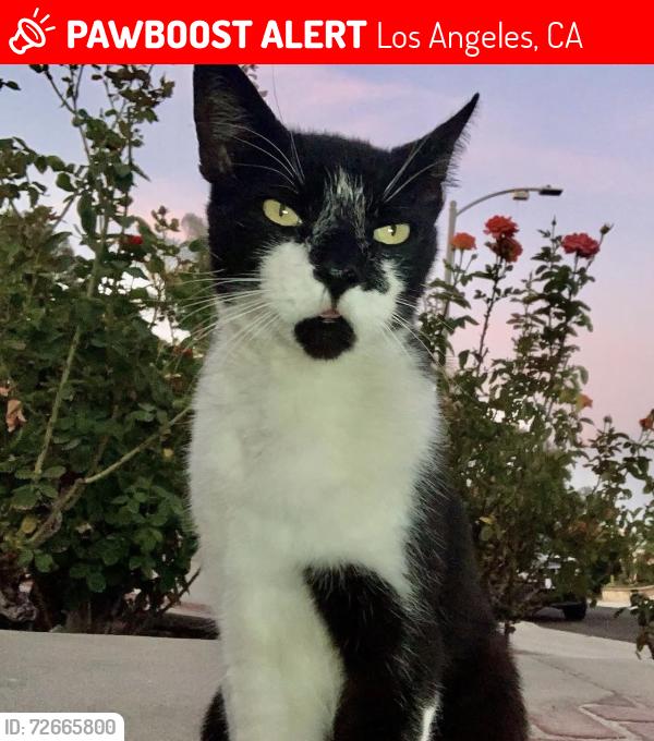 Lost Male Cat last seen Park Western and Via La Paz, Los Angeles, CA 90732