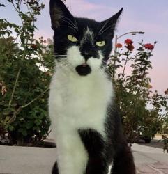 Lost Male Cat last seen Park Western and Via La Paz, Los Angeles, CA 90732