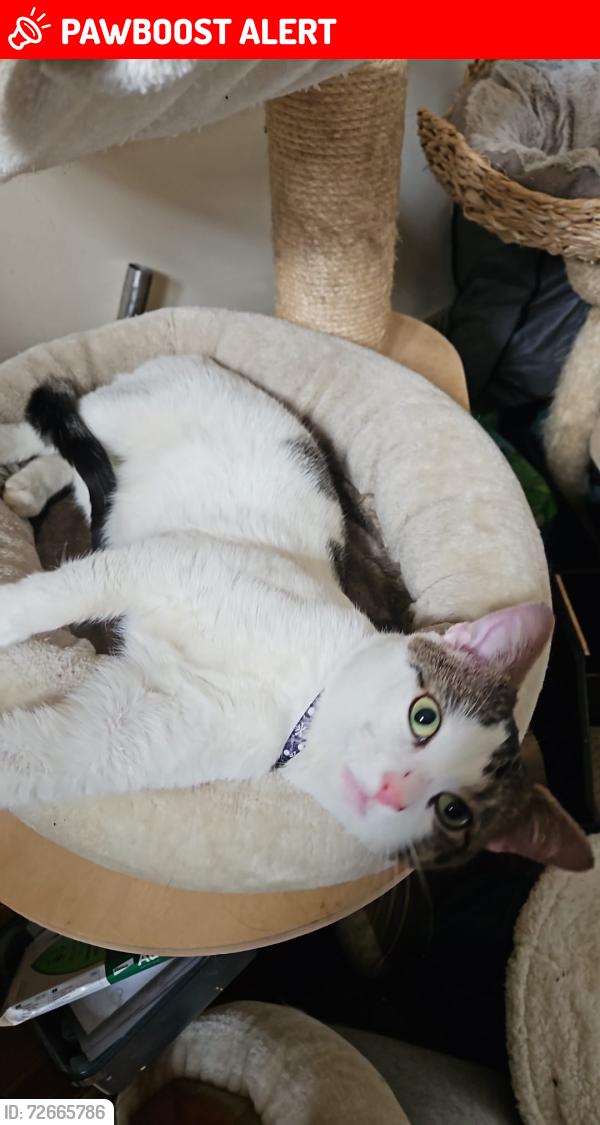 Lost Male Cat last seen Seymour Park, Stretford, England M16 9PP