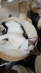 Lost Male Cat last seen Seymour Park, Stretford, England M16 9PP