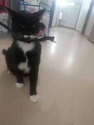 Lost Male Cat last seen Highway 17 /132 & 115 surrey bc, Surrey, BC V3V
