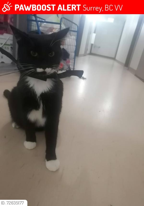 Lost Male Cat last seen Highway 17 /132 & 115 surrey bc, Surrey, BC V3V