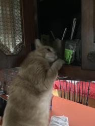 Lost Male Cat last seen Hillside ave Revere , Revere, MA 02151