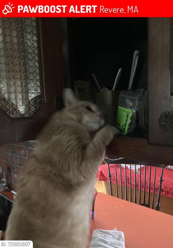 Lost Male Cat last seen Hillside ave Revere , Revere, MA 02151