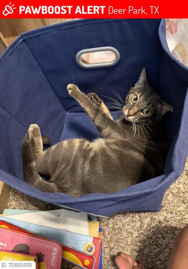 Lost Male Cat last seen Crestwood dr, Deer Park, TX 77536