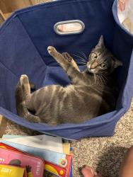 Lost Male Cat last seen Crestwood dr, Deer Park, TX 77536