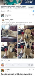 Lost Male Dog last seen Martin farm rd and hwy 704, Madison, NC 27025