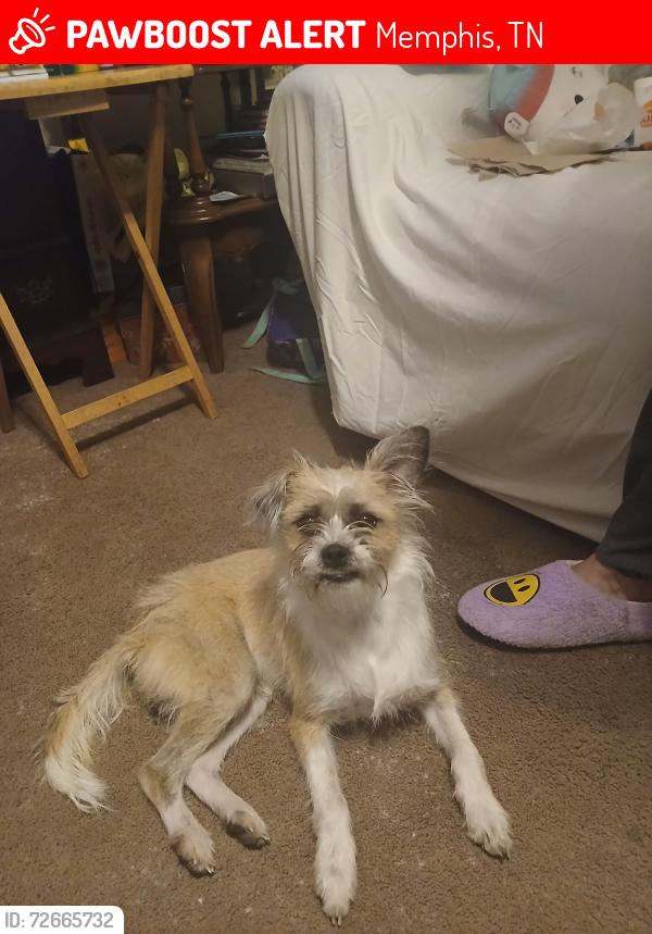 Lost Male Dog last seen Getwell and georgtown, Memphis, TN 38118