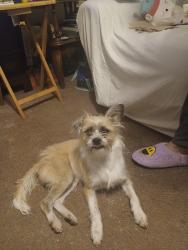 Lost Male Dog last seen Getwell and georgtown, Memphis, TN 38118