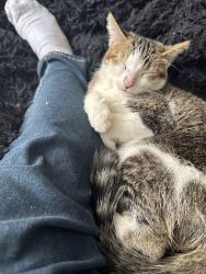 Lost Female Cat last seen Trop Boulder , Las Vegas, NV 89122