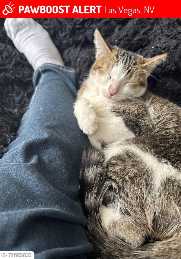 Lost Female Cat last seen Trop Boulder , Las Vegas, NV 89122