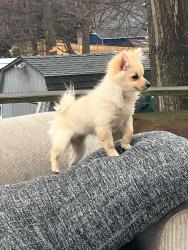 Lost Female Dog last seen Orchid drive port jeff, Port Jefferson Station, NY 11776