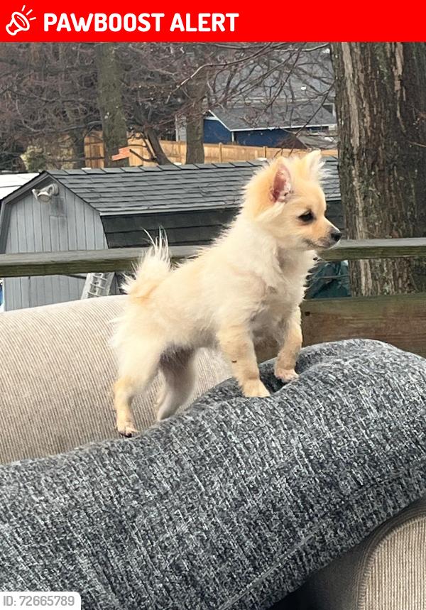 Lost Female Dog last seen Orchid drive port jeff, Port Jefferson Station, NY 11776