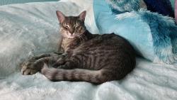 Lost Male Cat last seen Orenco meadows neighborhood , Hillsboro, OR 97124
