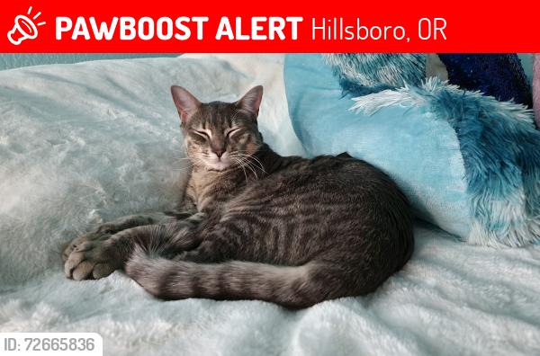 Lost Male Cat last seen Orenco meadows neighborhood , Hillsboro, OR 97124