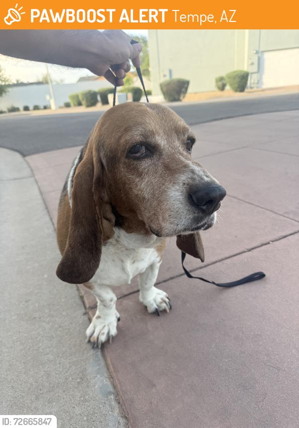 Found/Stray Male Dog last seen Near blocks down from baseline, Tempe, AZ 85283