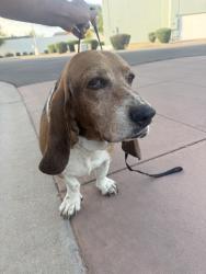 Found/Stray Male Dog last seen Near blocks down from baseline, Tempe, AZ 85283