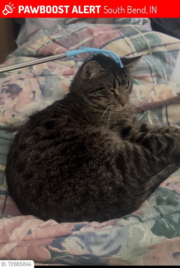 Lost Male Cat last seen Sample street , South Bend, IN 46619