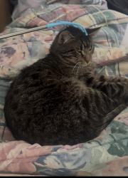 Lost Male Cat last seen Sample street , South Bend, IN 46619