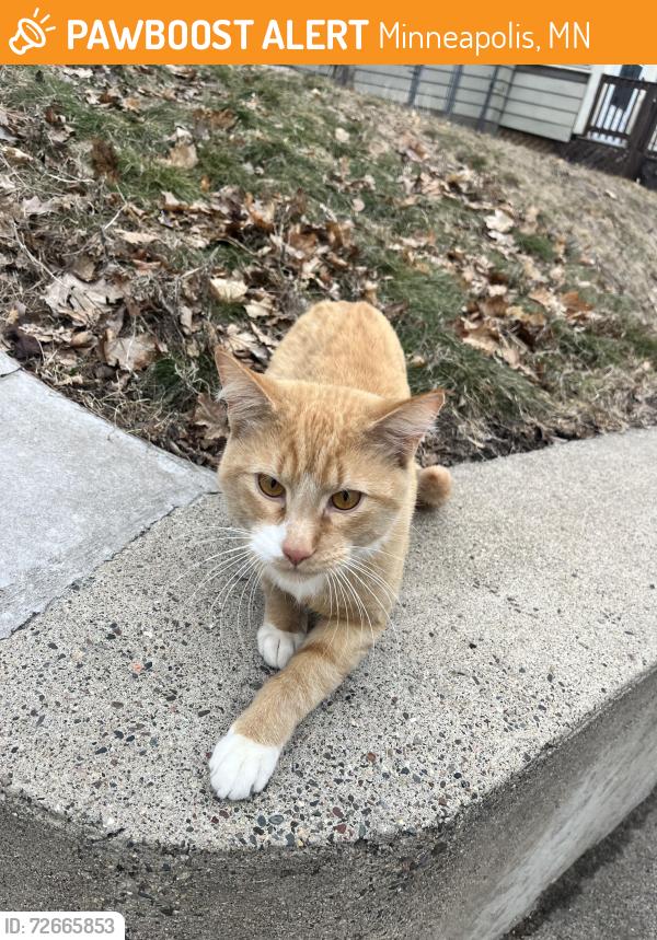 Found/Stray Male Cat last seen E 33rd and s 19th ave, Minneapolis, MN 55407