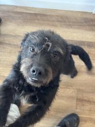 Lost Male Dog last seen 34st & AdelineSt, Oakland, CA 94608