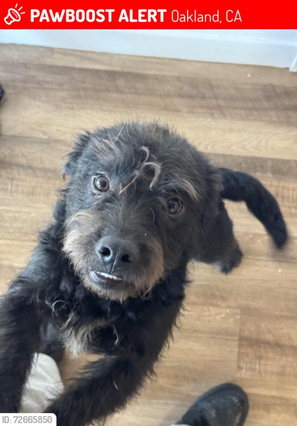Lost Male Dog last seen 34st & AdelineSt, Oakland, CA 94608