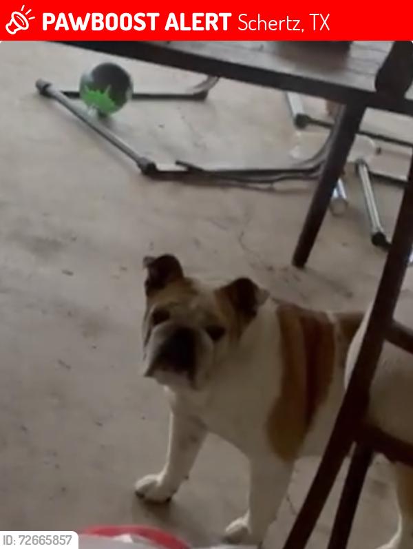 Lost Female Dog last seen Near hallie heights , Schertz, TX 78154