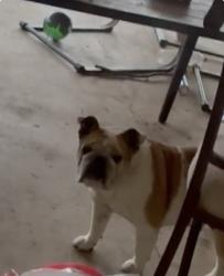 Lost Female Dog last seen Near hallie heights , Schertz, TX 78154