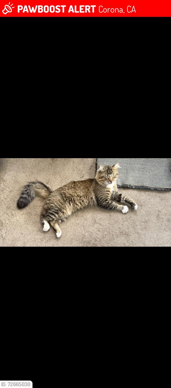 Lost Male Cat last seen S. Vicentia and W third St. , Corona, CA 92882