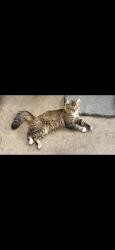 Lost Male Cat last seen S. Vicentia and W third St. , Corona, CA 92882