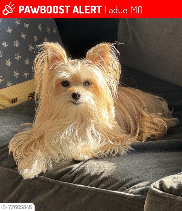 Lost Male Dog last seen Lindbergh Rd / Warson Rd / Fordyce / Glenview - near his  in a subdivision., Ladue, MO 63124