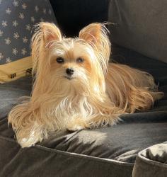 Lost Male Dog last seen Lindbergh Rd / Warson Rd / Fordyce / Glenview - near his  in a subdivision., Ladue, MO 63124