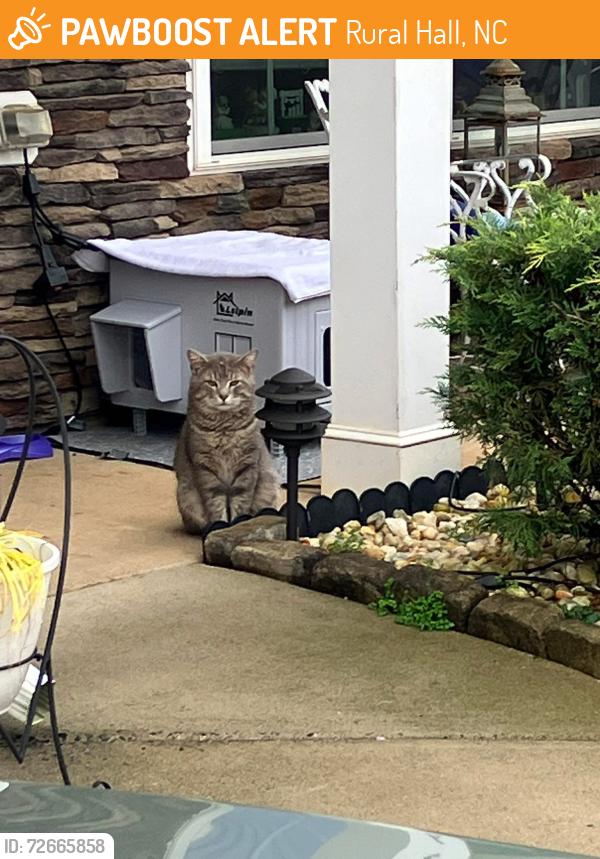 Found/Stray Male Cat last seen Boseman and kilstrom, Rural Hall, NC 27045