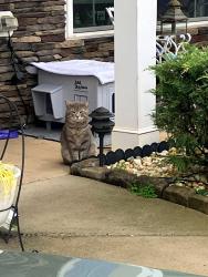 Found/Stray Male Cat last seen Boseman and kilstrom, Rural Hall, NC 27045