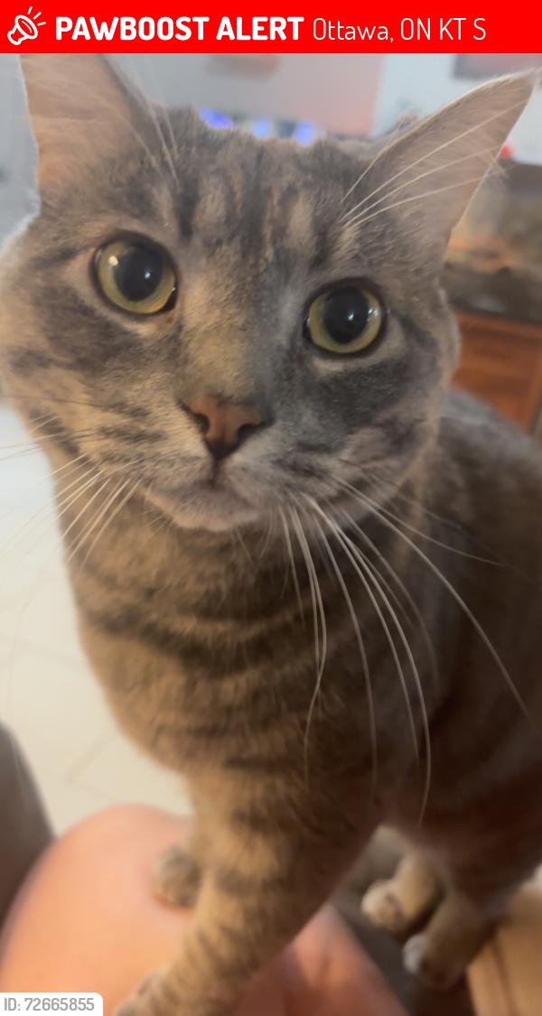 Lost Male Cat last seen Bank/ St. Bernard , Ottawa, ON K1T 2S7