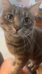 Lost Male Cat last seen Bank/ St. Bernard , Ottawa, ON K1T 2S7