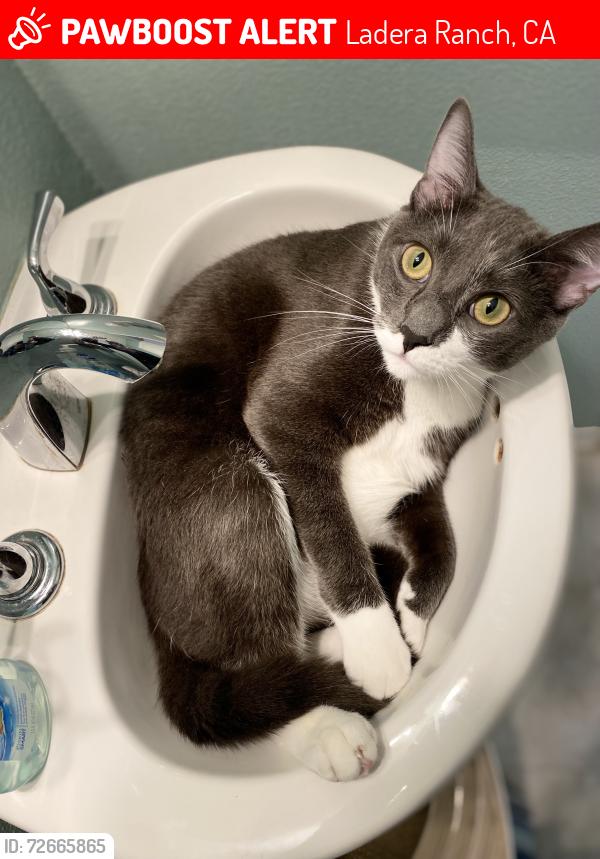 Lost Male Cat last seen Sendero Way and Ascenso Ave, Ladera Ranch, CA 92694