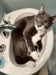 Lost Male Cat last seen Sendero Way and Ascenso Ave, Ladera Ranch, CA 92694