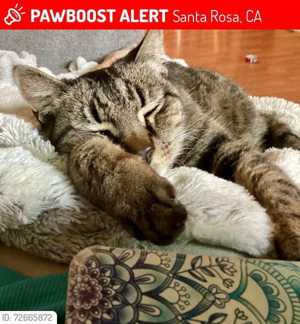 Lost Male Cat last seen Carriage lane larkfield Wikiup , Santa Rosa, CA 95403