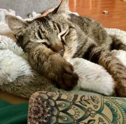 Lost Male Cat last seen Carriage lane larkfield Wikiup , Santa Rosa, CA 95403