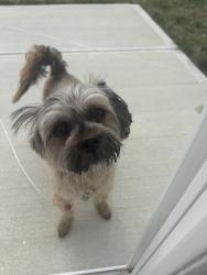 Found/Stray Male Dog last seen Senour rd, Franklin Township, IN 46259