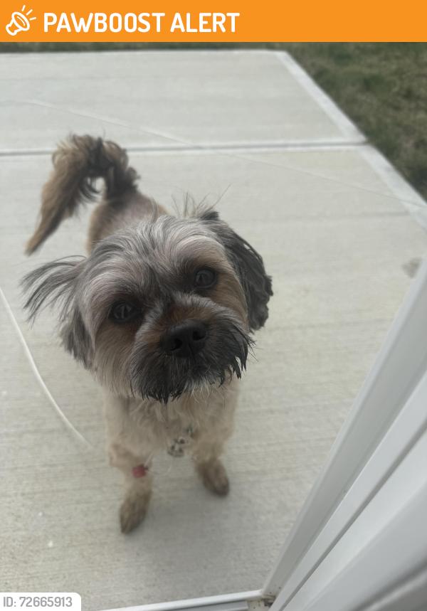 Found/Stray Male Dog last seen Senour rd, Franklin Township, IN 46259