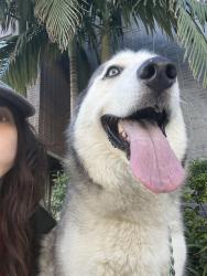 Found/Stray Male Dog last seen Otsego and Bakman, Los Angeles, CA 91601