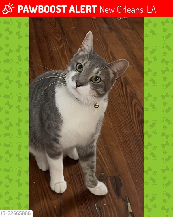 Lost Male Cat last seen South Cortez and Palmyra, New Orleans, LA 70119