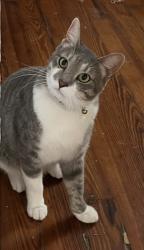 Lost Male Cat last seen South Cortez and Palmyra, New Orleans, LA 70119