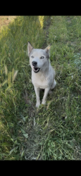 Found/Stray Female Dog last seen Copperopolis Roas, Linden, CA 95236