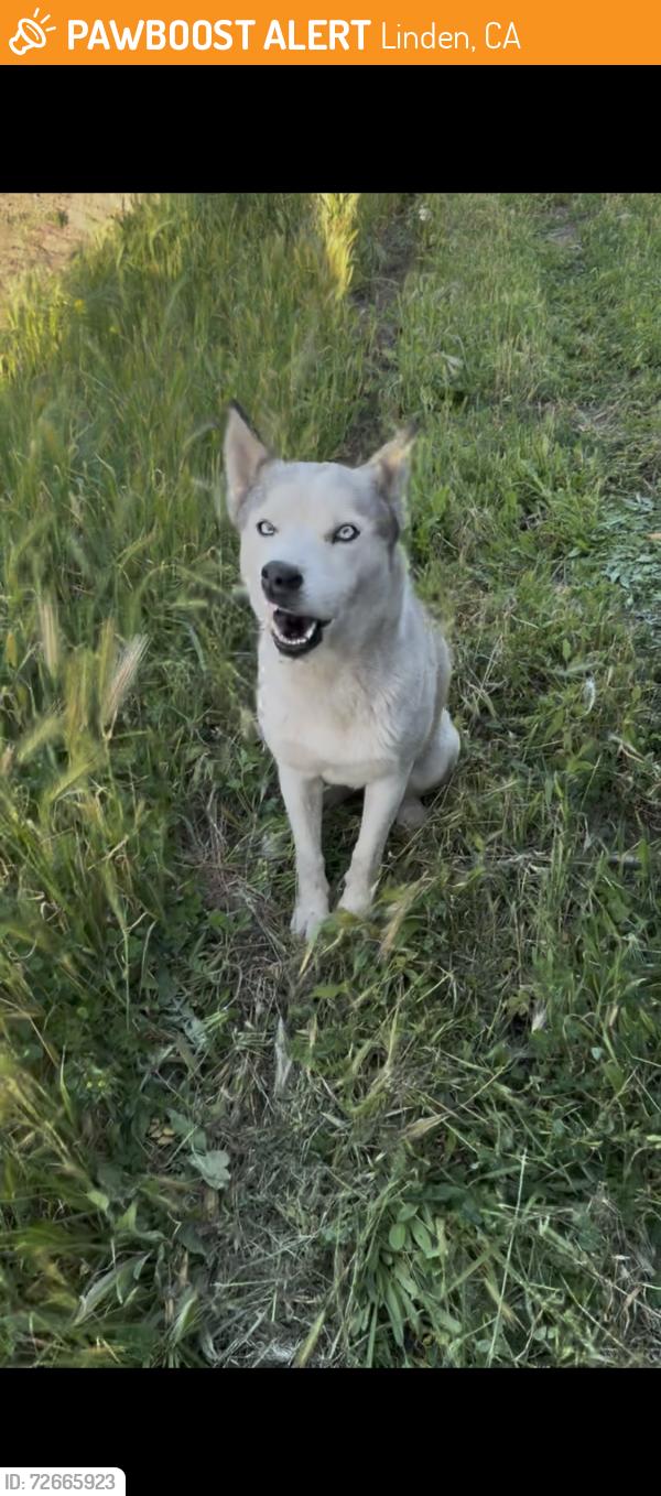 Found/Stray Female Dog last seen Copperopolis Roas, Linden, CA 95236