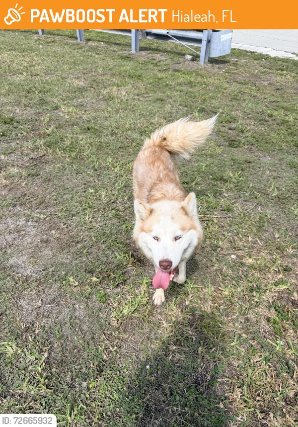 Found/Stray Female Dog last seen Near w 19 ct Hialeah , Hialeah, FL 33012