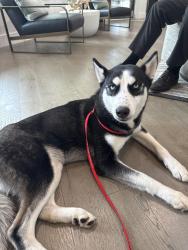 Found/Stray Female Dog last seen Preserve at Zephyr Ridge, Zephyrhills, FL 33541